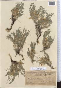 Astragalus rupifragus Pall., Middle Asia, Caspian Ustyurt & Northern Aralia (M8) (Kazakhstan)
