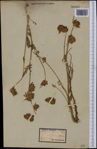 Anthyllis vulneraria subsp. maritima (Hagen)Corb., Eastern Europe, North-Western region (E2) (Russia)