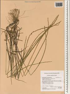 Lolium rigidum Gaudin, South Asia, South Asia (Asia outside ex-Soviet states and Mongolia) (ASIA) (Cyprus)