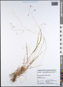 Poa paucispicula Scribn. & Merr., Siberia, Central Siberia (S3) (Russia)