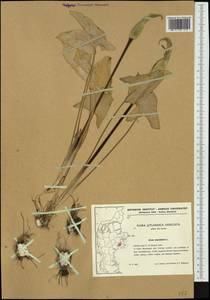 Arum maculatum L., Western Europe (EUR) (Denmark)