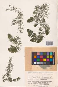 Ceratophyllum demersum L., Eastern Europe, Lower Volga region (E9) (Russia)