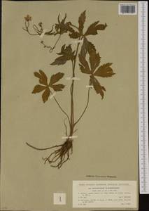 Ranunculus platanifolius L., Western Europe (EUR) (Poland)