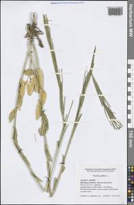 Turritis glabra L., Eastern Europe, Central forest-and-steppe region (E6) (Russia)