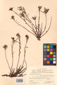 Phedimus middendorfianus subsp. middendorfianus, Siberia, Russian Far East (S6) (Russia)