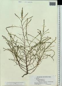 Corispermum declinatum Steph. ex Stev., Eastern Europe, Moscow region (E4a) (Russia)