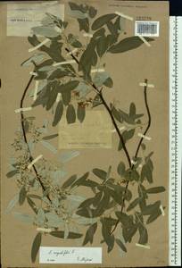 Elaeagnus angustifolia, Eastern Europe, North Ukrainian region (E11) (Ukraine)