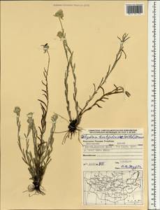 Leontopodium leontopodioides (Willd.) Beauverd, Mongolia (MONG) (Mongolia)