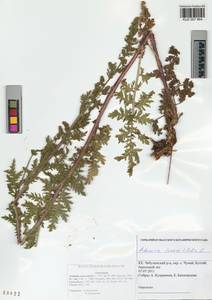 Artemisia tanacetifolia L., Siberia, Altai & Sayany Mountains (S2) (Russia)