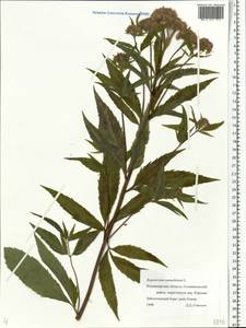 Eupatorium cannabinum L., Eastern Europe, Central region (E4) (Russia)