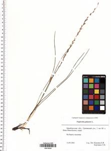 Triglochin palustris L., Eastern Europe, Eastern region (E10) (Russia)