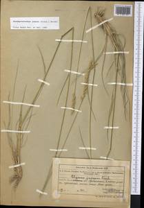 Psathyrostachys juncea (Fisch.) Nevski, Middle Asia, Muyunkumy, Balkhash & Betpak-Dala (M9) (Kazakhstan)
