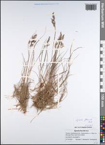 Agrostis flaccida Hack., Siberia, Russian Far East (S6) (Russia)