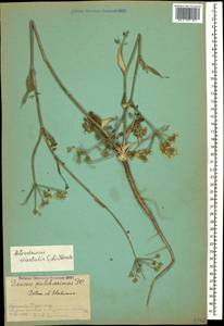 Astrodaucus orientalis (L.) Drude, Caucasus, Armenia (K5) (Armenia)
