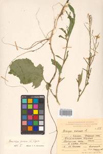 Brassica juncea (L.) Czern., Siberia, Russian Far East (S6) (Russia)