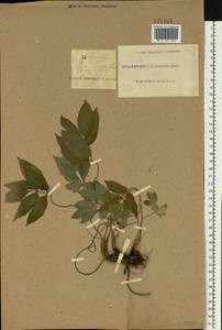 Chaerophyllum aromaticum L., Eastern Europe, South Ukrainian region (E12) (Ukraine)