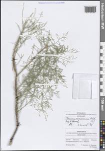 Tamarix ramosissima Ledeb., Eastern Europe, Middle Volga region (E8) (Russia)