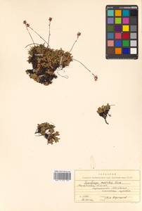 Micranthes merkii subsp. merkii, Siberia, Chukotka & Kamchatka (S7) (Russia)