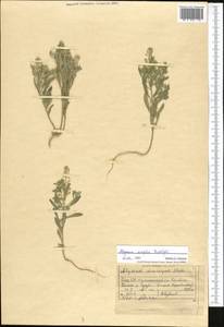 Alyssum simplex Rudolphi, Middle Asia, Northern & Central Tian Shan (M4) (Kyrgyzstan)