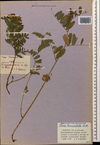 Vicia abbreviata Fisch. ex Spreng., Caucasus, Armenia (K5) (Armenia)