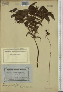 Tacca leontopetaloides (L.) Kuntze, Australia & Oceania (AUSTR) (Australia)