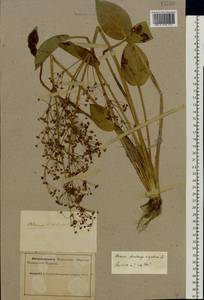 Alisma plantago-aquatica L., Eastern Europe, Northern region (E1) (Russia)