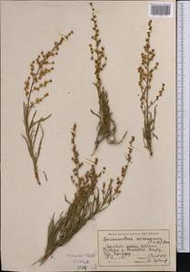 Spiraeanthus schrenckianus (C. A. Mey.) Maxim., Middle Asia, Western Tian Shan & Karatau (M3) (Kazakhstan)