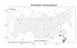 Eriocaulon chinorossicum Kom., Atlas of the Russian Flora (FLORUS) (Russia)