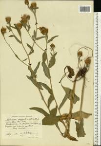 Centaurea phrygia L., Eastern Europe, Moscow region (E4a) (Russia)