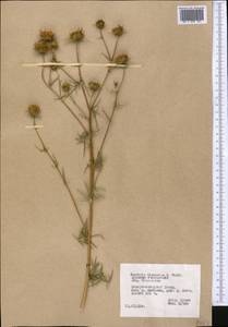 Cousinia verticillaris Bunge, Middle Asia, Pamir & Pamiro-Alai (M2) (Tajikistan)