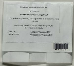Dicranum dispersum Engelmark, Bryophytes, Bryophytes - North Caucasus & Ciscaucasia (B12) (Russia)