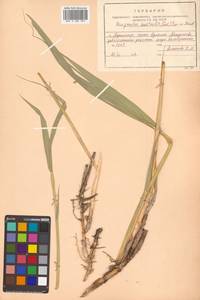 Phragmites australis (Cav.) Trin. ex Steud., Siberia, Russian Far East (S6) (Russia)