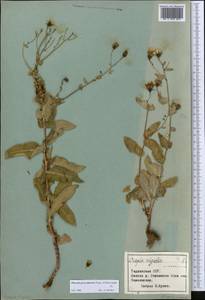 Pilosella echioides subsp. proceriformis (Nägeli & Peter) S. Bräut. & Greuter, Middle Asia, Pamir & Pamiro-Alai (M2) (Tajikistan)