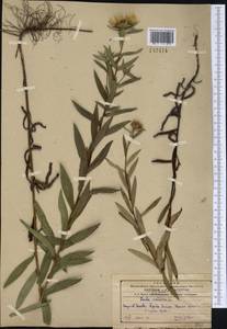 Pentanema salicinum (L.) D. Gut. Larr., Santos-Vicente, Anderb., E. Rico & M. M. Mart. Ort., Siberia, Russian Far East (S6) (Russia)