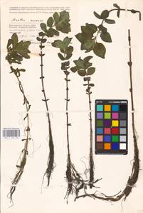 MHA 0 158 136, Mentha arvensis L., Eastern Europe, Lower Volga region (E9) (Russia)