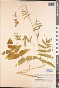 Sium latifolium L., Eastern Europe, North Ukrainian region (E11) (Ukraine)