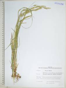 Bromus pumpellianus Scribn., Siberia, Russian Far East (S6) (Russia)