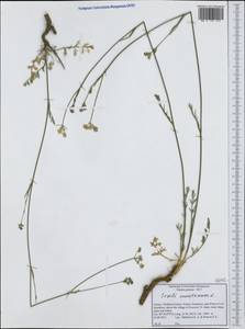 Seseli montanum L., Western Europe (EUR) (Greece)