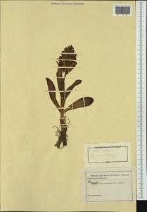 Dactylorhiza sambucina (L.) Soó, Western Europe (EUR) (Not classified)