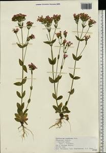 Centaurium erythraea, Eastern Europe, Central region (E4) (Russia)