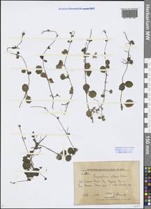 Chrysosplenium pilosum Maxim., Siberia, Russian Far East (S6) (Russia)