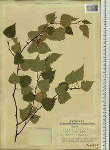 Betula pubescens var. pubescens, Siberia, Western Siberia (S1) (Russia)