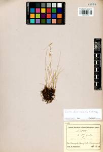 Carex duriuscula C.A.Mey., Siberia, Altai & Sayany Mountains (S2) (Russia)