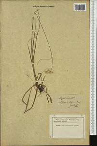 Luzula nivea (L.) DC., Western Europe (EUR) (Not classified)