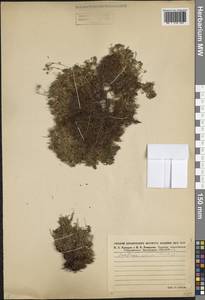 Saxifraga exarata Vill., Caucasus, Stavropol Krai, Karachay-Cherkessia & Kabardino-Balkaria (K1b) (Russia)