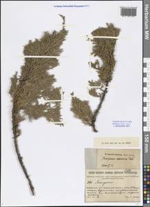 Juniperus sabina var. davurica (Pall.) Farjon, Siberia, Baikal & Transbaikal region (S4) (Russia)