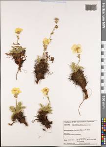 Geum glaciale Adams ex Fisch., Siberia, Central Siberia (S3) (Russia)