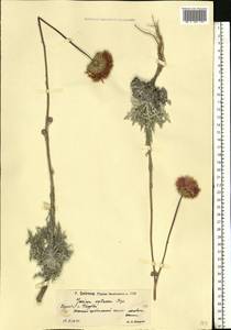 Jurinea cretacea Bunge, Eastern Europe, Lower Volga region (E9) (Russia)