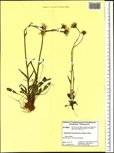 Tephroseris integrifolia subsp. atropurpurea (Ledeb.) B. Nord., Siberia, Central Siberia (S3) (Russia)