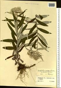 Anaphalis margaritacea (L.) Benth., Siberia, Russian Far East (S6) (Russia)